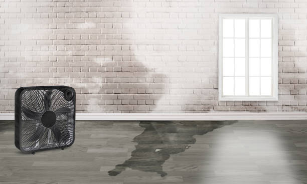 Best Local water damage restoration  in Blue Hills, CT